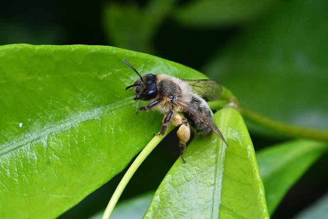 Andrena scotica (Chocolate Mining bee)