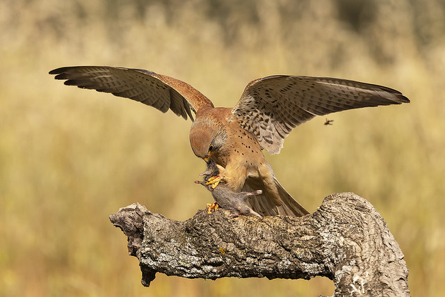 Lesser Kestrel (Falco Naumanni) @ Extremadura