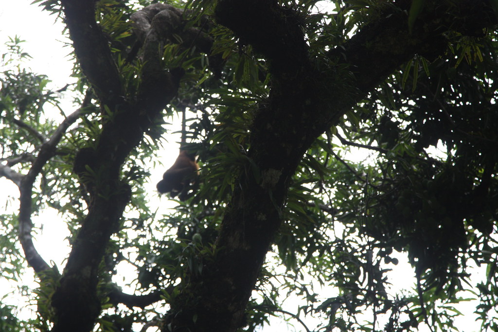 Geoffroy's spider monkey, Corcovado, Costa Rica