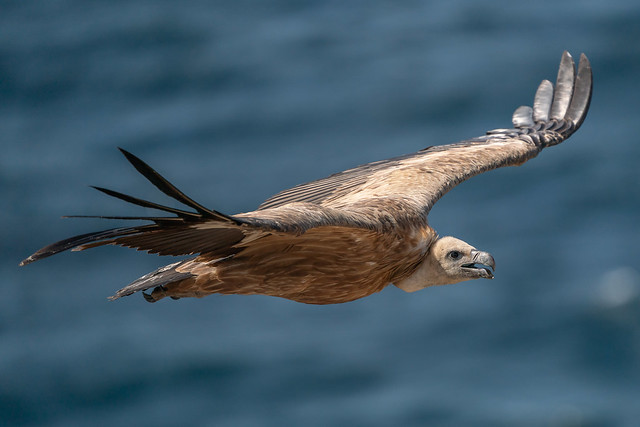 Griffon Vulture on migration