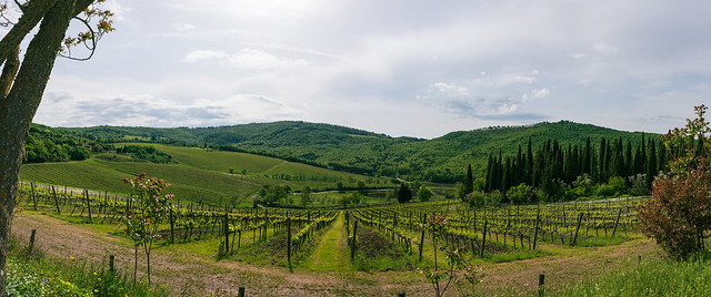Vineyard Panorama Close To Badia A Passignano