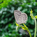 Pale grass blue Butterfly