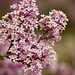 The scent of Lilacs
