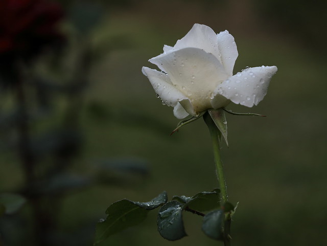 A white rose in the evening
