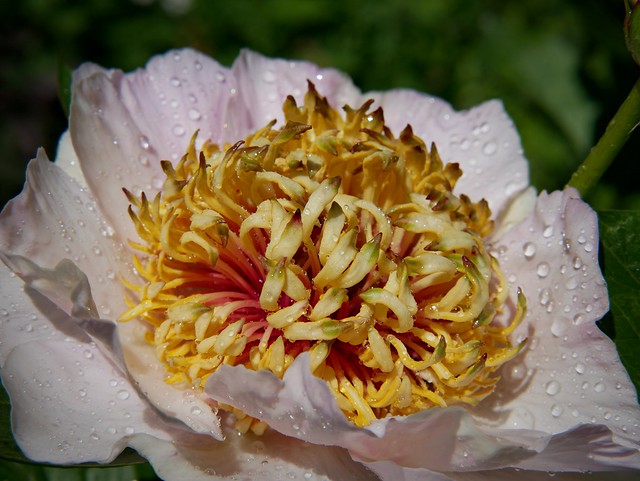 A little of floral macro (21)... Peony heart...