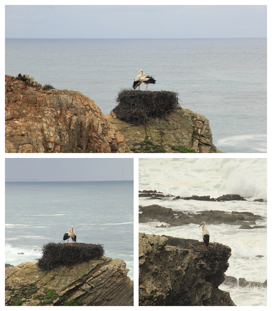 Storks nesting on the approach to Entrada de Barca, Fishermen's Trail, Portugal