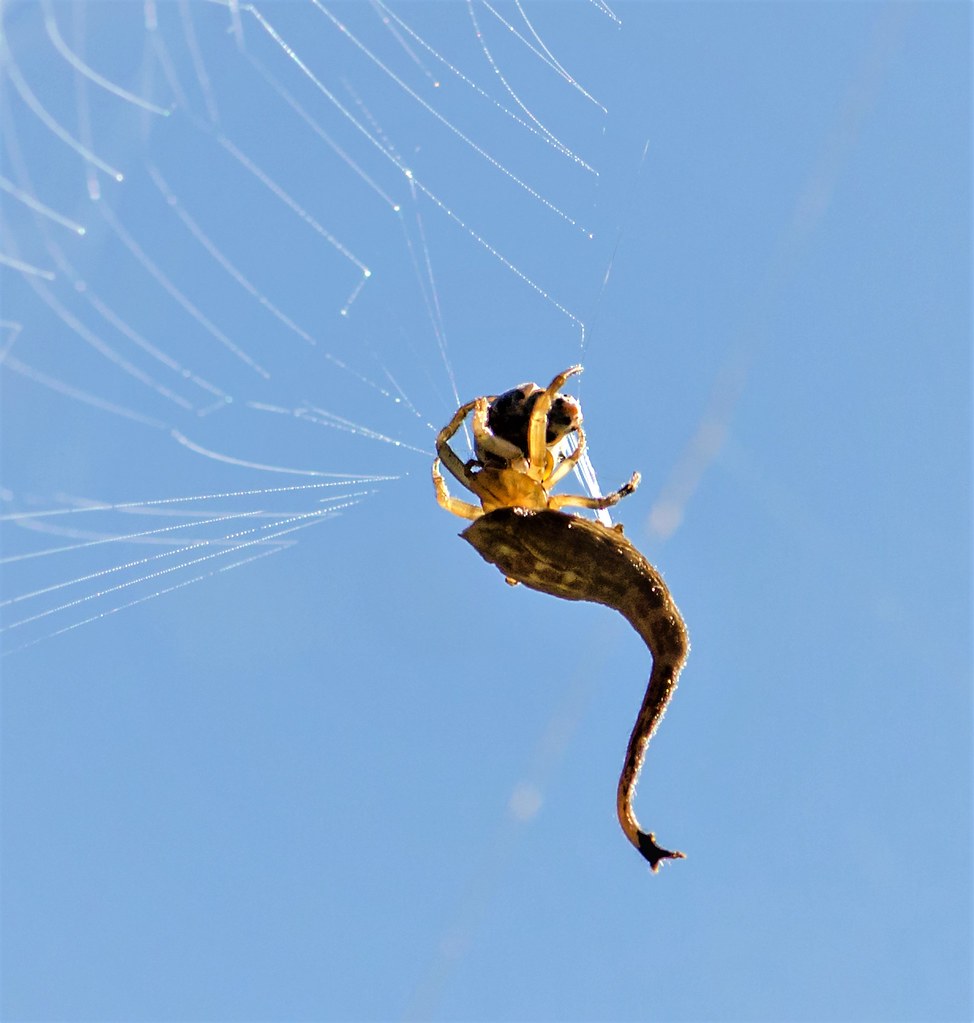 Female Scorpion tailed spider