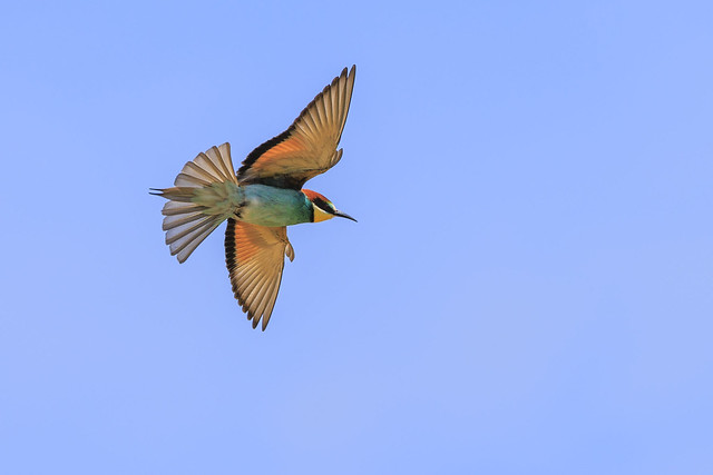 colorful bird - Bee eater