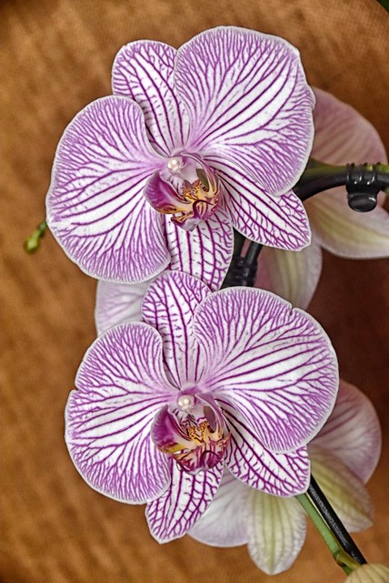 orchidea5.22 (1)