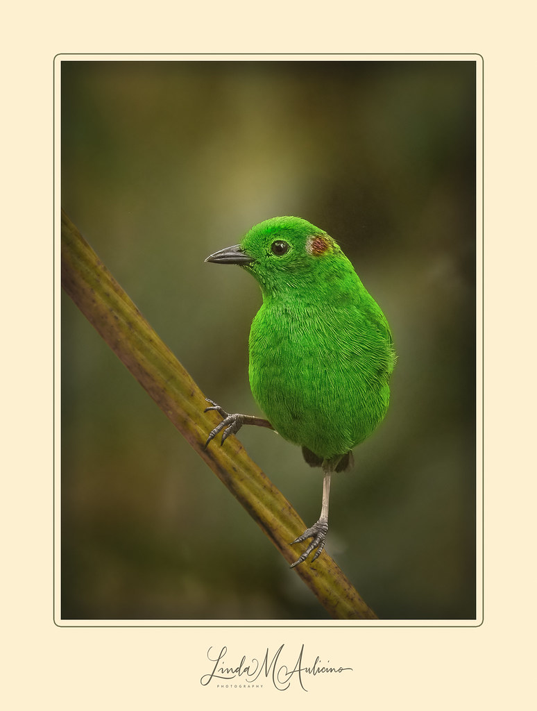 Glistening Green Tanager