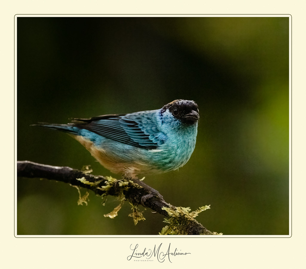 Golden Naped Tanager