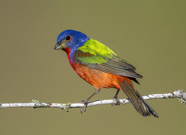 Painted bunting male