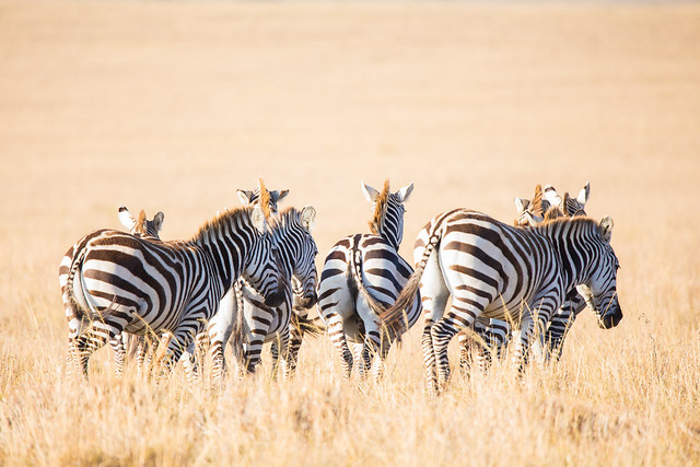 Zebras in sunlight