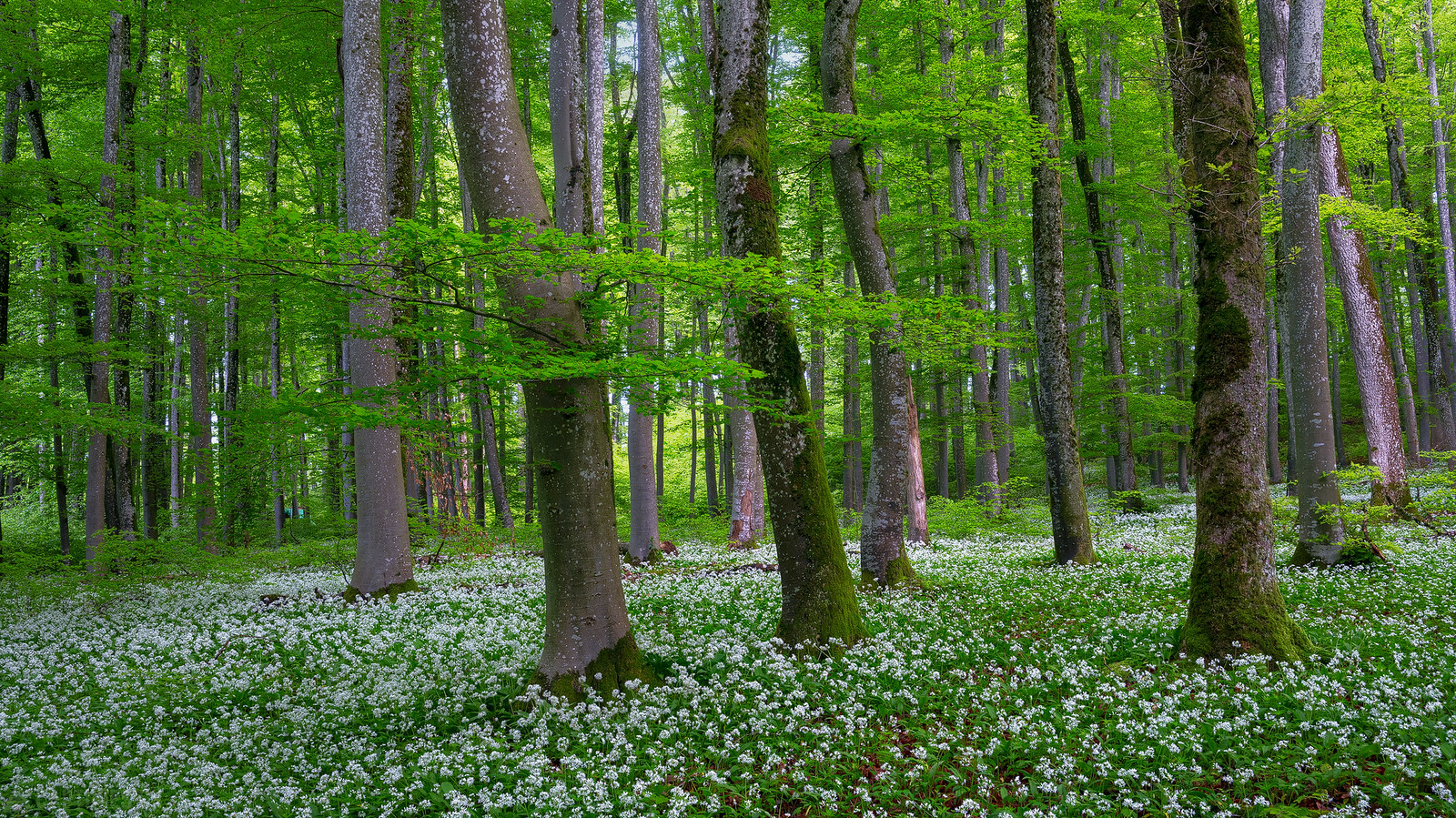Garlic forest - Aargau