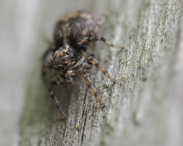 Attulus fasciger (Asiatic wall jumping spider)