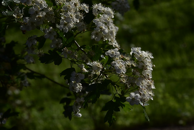 Blüte des Weißdorns (Crataegus sp.), Bergenhusen, Stapelholm