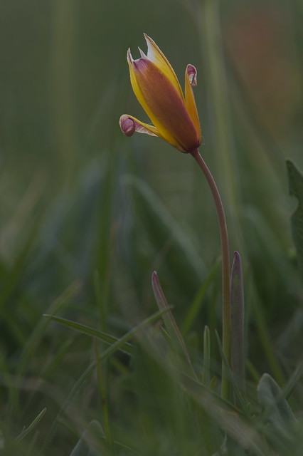 Tulipe australe (Tulipa sylvestris subsp. australis)