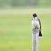 Kingbird with an Insect Leg or Nesting Material Sticking out of His Mouth