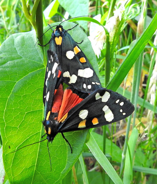 Scarlet Tiger Moths mating.