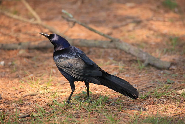 great-tailed grackle or Mexican grackle