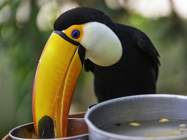 Toucan eating from the bowl