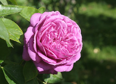 Rosa 'Heidi Klum'