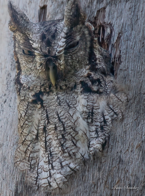 Master of disguise, Eastern Screech Owl