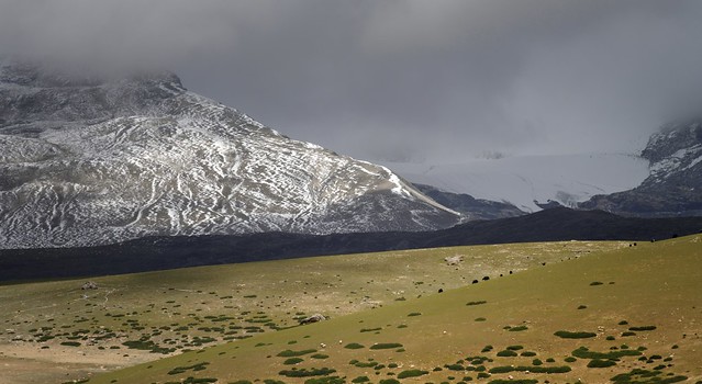 Yak along the Nyenchen Tanglha Mt Range, Tibet 2019