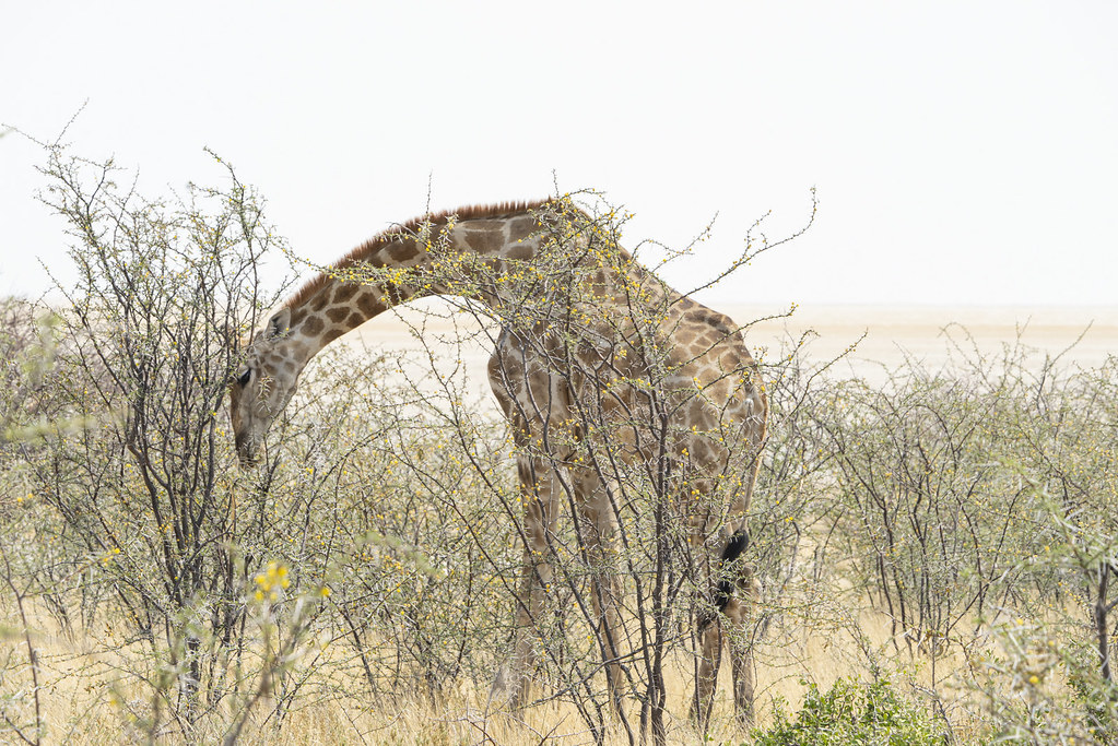 Girafa alimentandose