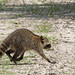 Flickr photo 'Raccoon (Procyon lotor)' by: Mary Keim.