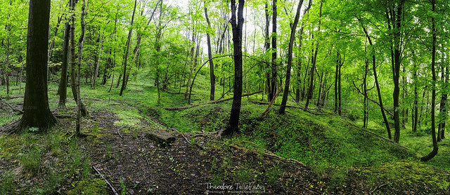 Spring Forest Morning Panorama