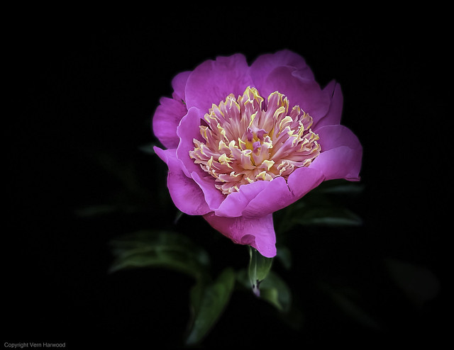 Peonie, pink and gold