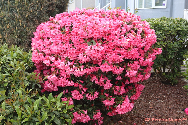 Rose Rhododendron at the UBC Campus, Vancouver, Canada