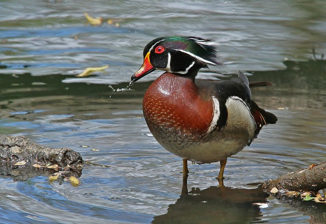 Male Wood duck