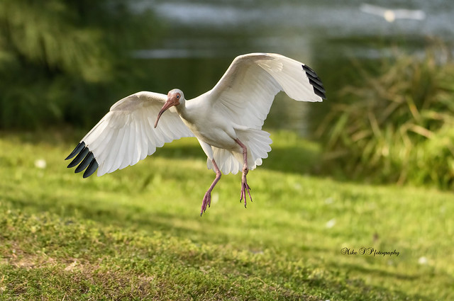 White ibis,flight