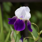 菖　蒲 Iris sanguinea 💕また春が来て!! Spring is coming again!!-115