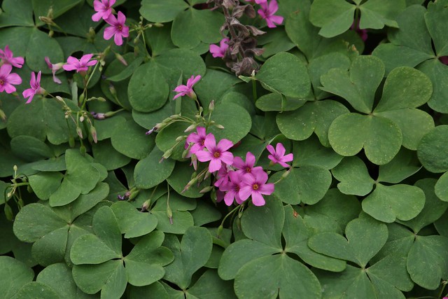 clover with petals of pink
