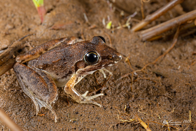 Bumpy rocket frog