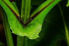 Cup Plant Leaf