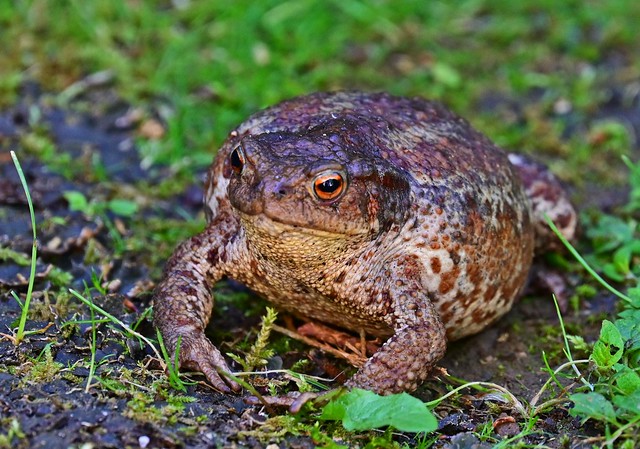 toad in our garden