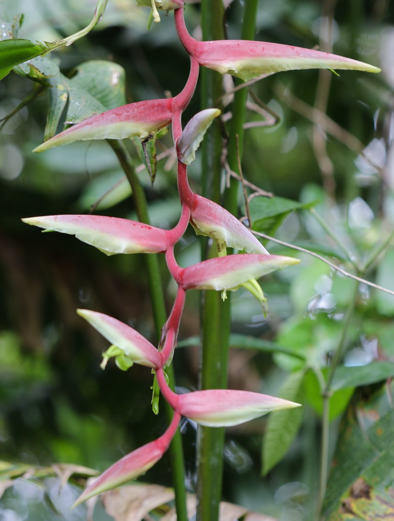 Heliconia chartacea, Surama Ecolodge, Guyana