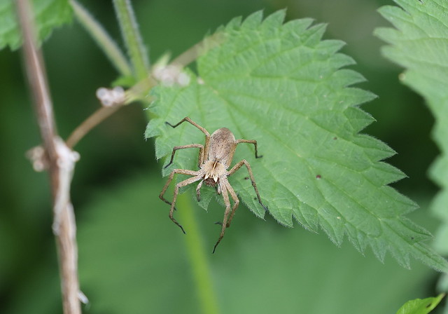 Almindelig rovedderkop (Nursery Web Spider / Pisaura mirabilis)