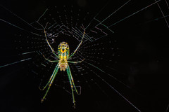 Mabel Orchard Orbweaver (Leucauge argyrobapta) Spider