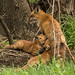 Mom and the kitts  (red fox)