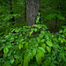 			mswan777 posted a photo:	Wonderful to see a Michigan forest turn green in Spring.