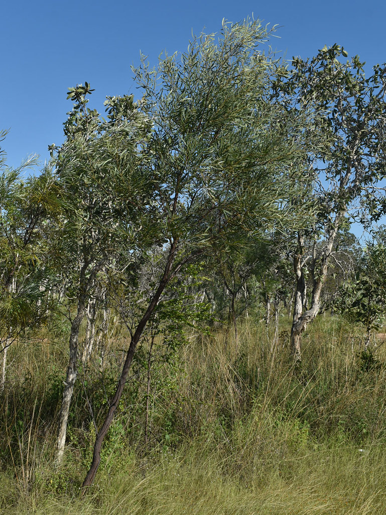 Acacia torulosa, north of Normanton, QLD, 01/04/22