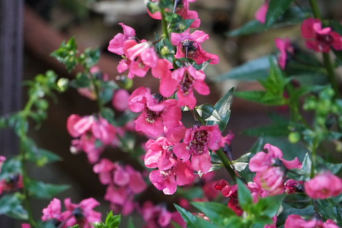 Alonia™ Big Dark Pink Angelonia (Angelonia angustifolia ‘A… | Flickr