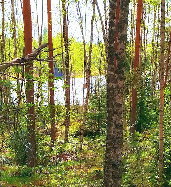 Metsän takana - Explored