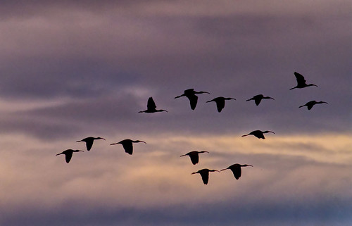 plegadischihi ibis whitefacedibis sky clouds sunset fernridgewildlifearea