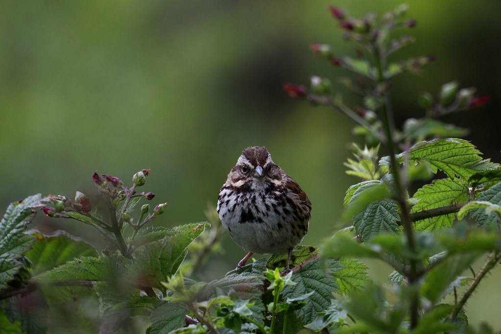 A Song sparrow giving me a look. 😳